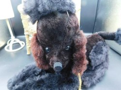 black poodle radio a
